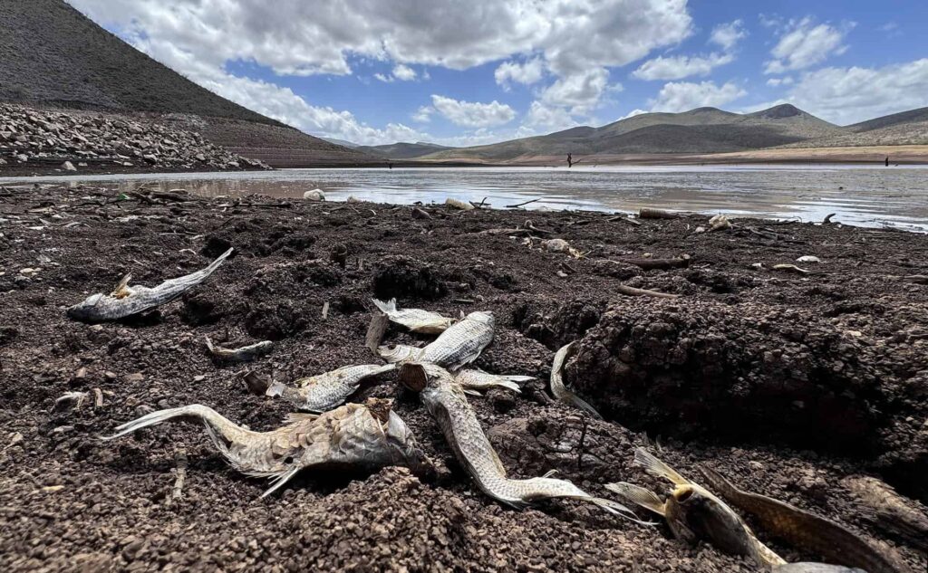 Chihuahua cierra 2024 con incremento en niveles de sequía extrema