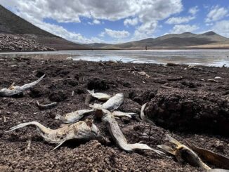 Chihuahua cierra 2024 con incremento en niveles de sequía extrema