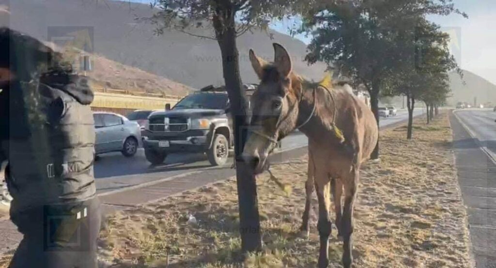 Mula suelta en el periférico Lombardo Toledano genera caos vial