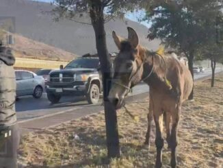Mula suelta en el periférico Lombardo Toledano genera caos vial