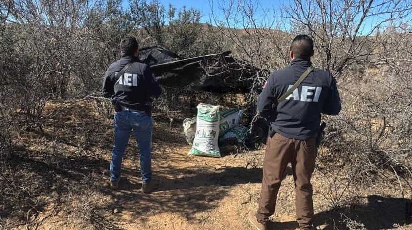 Destruye AEI campamento y asegura casi 50 kilogramos de marihuana en Allende