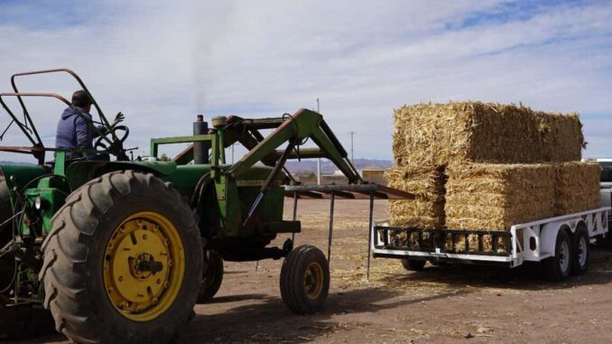 ante-falta-de-precipitaciones-entregan-mil-pacas-de-maiz-rolado-a-zona-rural-del-municipio.jpeg Ante falta de precipitaciones, entregan mil pacas de maíz rolado a zona rural del municipio