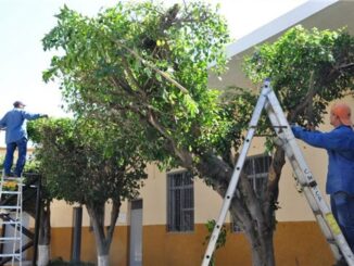 Anuncia Gobierno Municipal conclusión de la temporada de poda