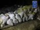 Asegura BOI marihuana cercana a las fosas clandestinas en Casas Grandes