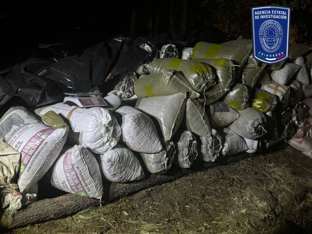 Asegura BOI marihuana cercana a las fosas clandestinas en Casas Grandes