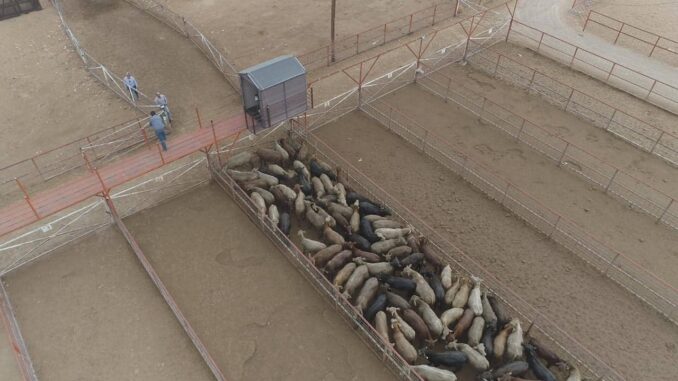avanza-cruce-de-cabezas-de-ganado-por-la-estacion-cuarentenaria-de-san-jeronimo.jpeg Avanza cruce de cabezas de ganado por la Estación Cuarentenaria de San Jerónimo