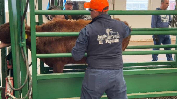 Incrementa volumen de exportación de ganado a Estados Unidos por puerto de Ojinaga