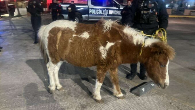 resguardan-policias-municipales-a-pony-que-vagaba-por-la-via-publica.jpg Resguardan policías municipales a pony que vagaba por la vía pública