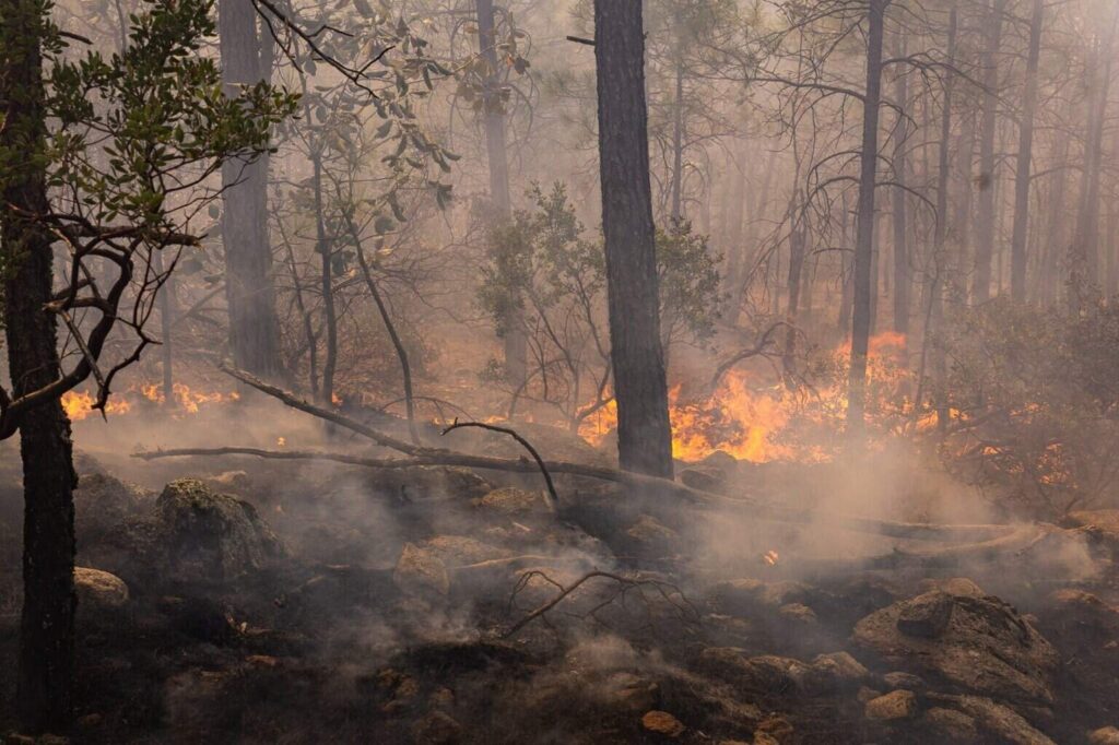 Incendio forestal en Moris sin riesgo para la población