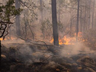 Incendio forestal en Moris sin riesgo para la población