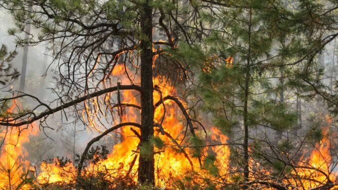 urgen-recursos-para-enfrentar-incendios-en-el-estado-congreso.jpeg Urgen recursos para enfrentar incendios en el Estado: Congreso
