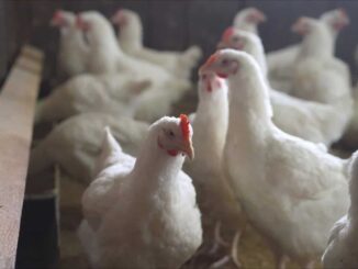 Salud detecta primer caso humano en México de influenza aviar A(H5N1)