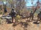 Destruyen campamento de la delincuencia organizada en Madera