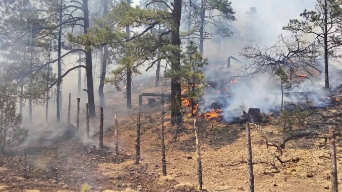 permanecen-activos-17-incendios-forestales-en-la-entidad.jpeg Permanecen activos 17 incendios forestales en la entidad