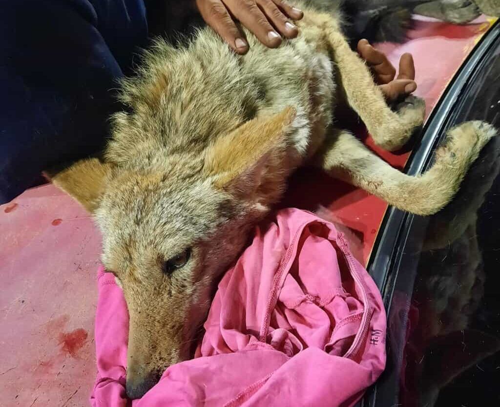 Coyote rescatado en Vistas del Norte fue entregado por Bomberos a Ecología municipal