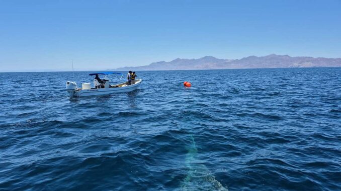marina-rescata-y-libera-a-una-ballena-jorobada-en-el-golfo-de-california.jpeg Marina rescata y libera a una ballena jorobada en el Golfo de California