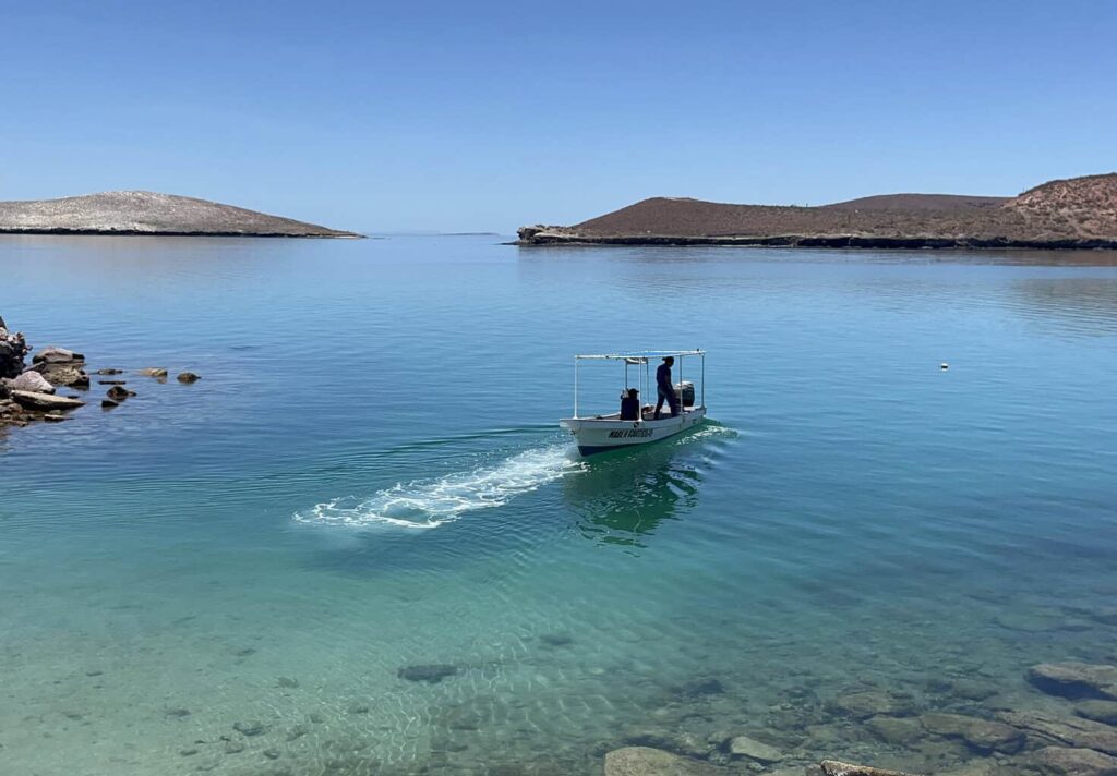 Demandan a gobierno de Trump por poner en peligro a ballenas y tortugas del Golfo de México