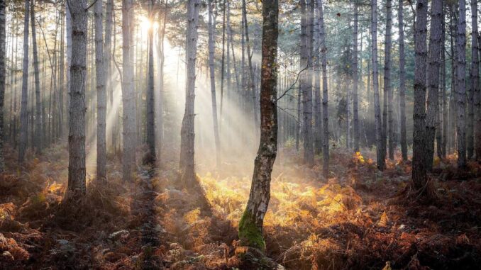 mexico-toma-medidas-para-productos-que-requieren-regulacion-de-la-ue-contra-deforestacion.jpg México toma medidas para productos que requieren regulación de la UE contra deforestación
