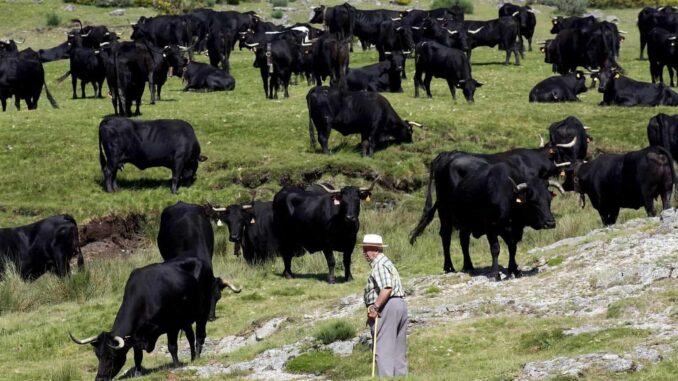 ganaderos-en-mexico-preven-extincion-de-toros-de-lidia-en-2-anos-con-corridas-sin-sangre.jpg Ganaderos en México prevén extinción de toros de lidia en 2 años con «corridas sin sangre»
