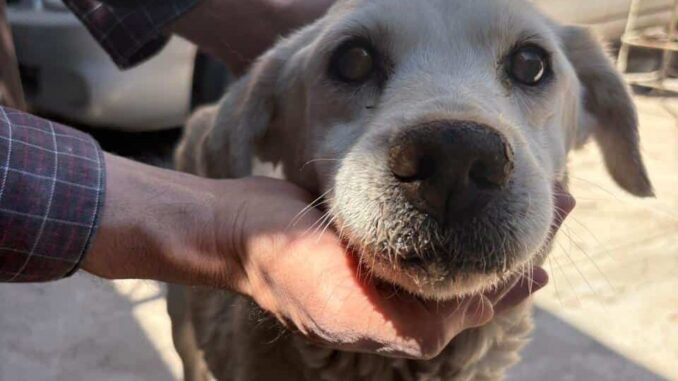 atienden-dependencias-del-gobierno-municipal-salud-de-perrita-de-colonia-san-pablo.jpeg Atienden dependencias del gobierno municipal salud de perrita de colonia San Pablo