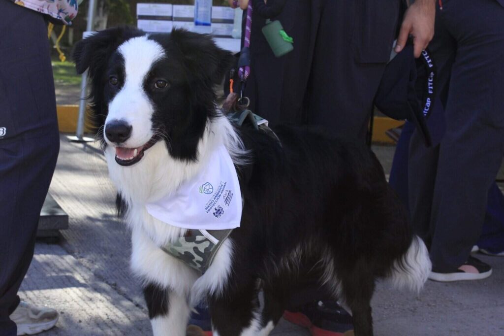 Comparte Municipio cómo identificar la omisión de cuidados o maltrato animal
