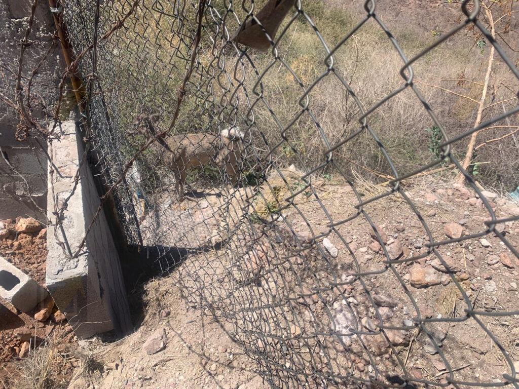Venado queda atrapado en cerco y es rescatado por bomberos en zona habitacional