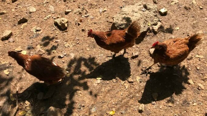 realizaran-marcha-en-la-ciudad-de-mexico-para-defender-las-peleas-de-gallos.jpg Realizarán marcha en la Ciudad de México para defender las peleas de gallos