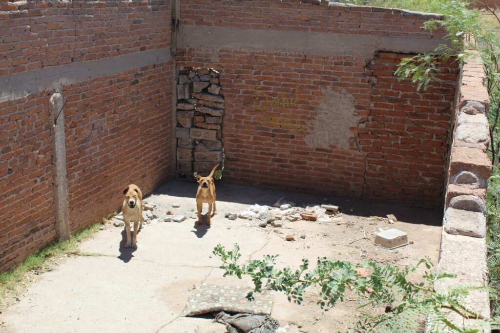 Rescata Municipio a dos perritos abandonados en la colonia Sierra Azul