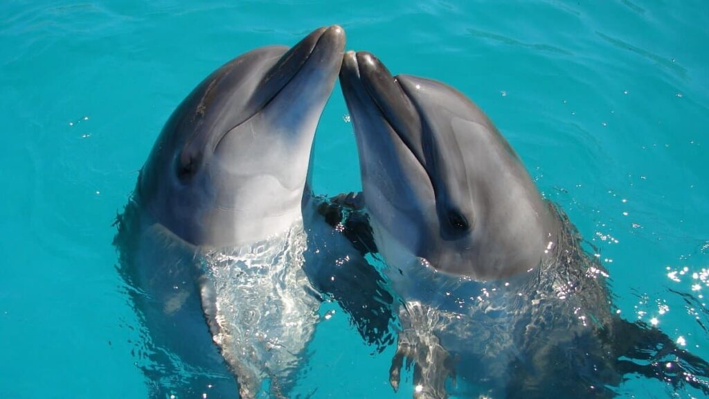 México prohíbe el uso de delfines y mamíferos marinos en espectáculos