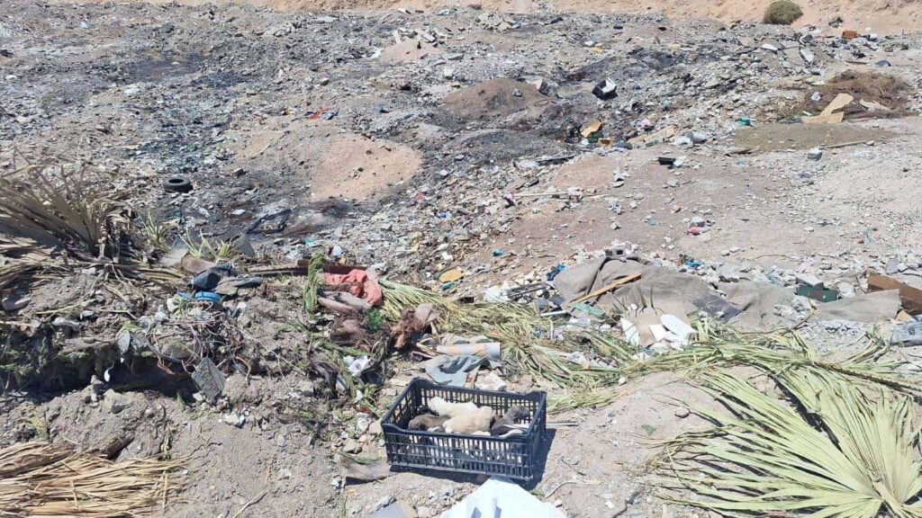 Rescatan a nueve cachorros abandonados en baldío