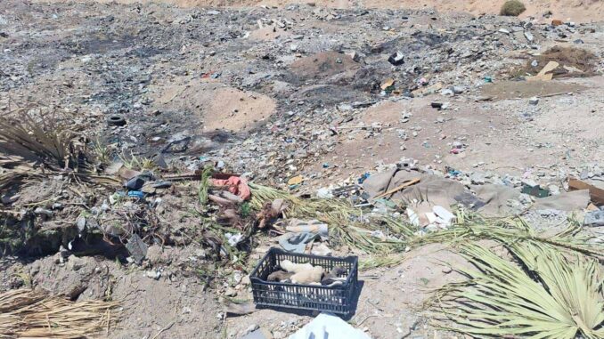 rescatan-a-nueve-cachorros-abandonados-en-baldio.jpeg Rescatan a nueve cachorros abandonados en baldío