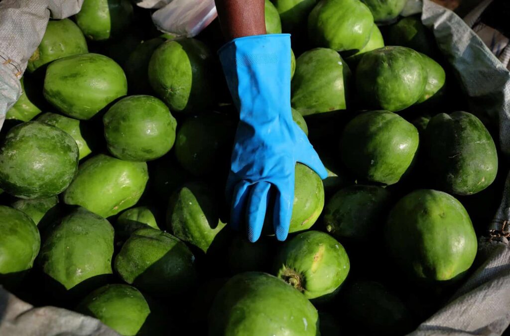 Hallan más de 23 millones en metanfetamina en cargamento de papaya proveniente de México