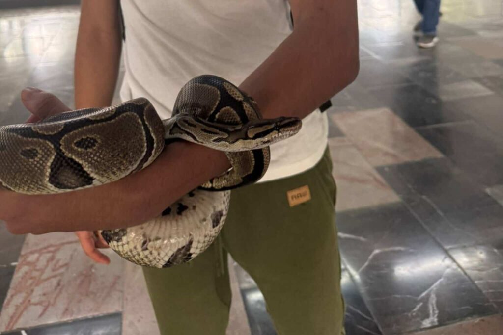 Sorprenden a menor en posesión de una serpiente en el Metro CDMX