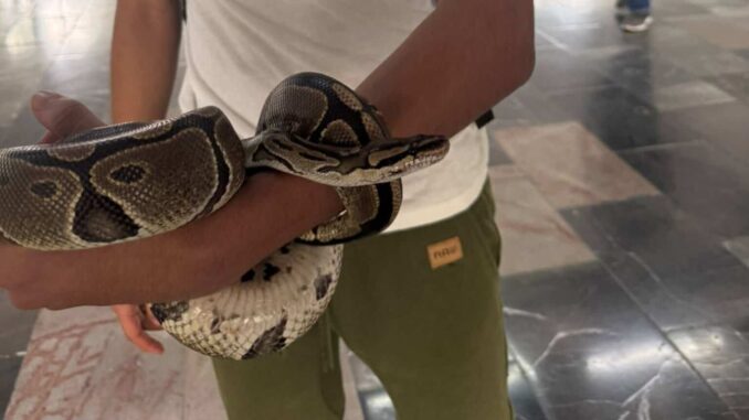 sorprenden-a-menor-en-posesion-de-una-serpiente-en-el-metro-cdmx.jpg Sorprenden a menor en posesión de una serpiente en el Metro CDMX