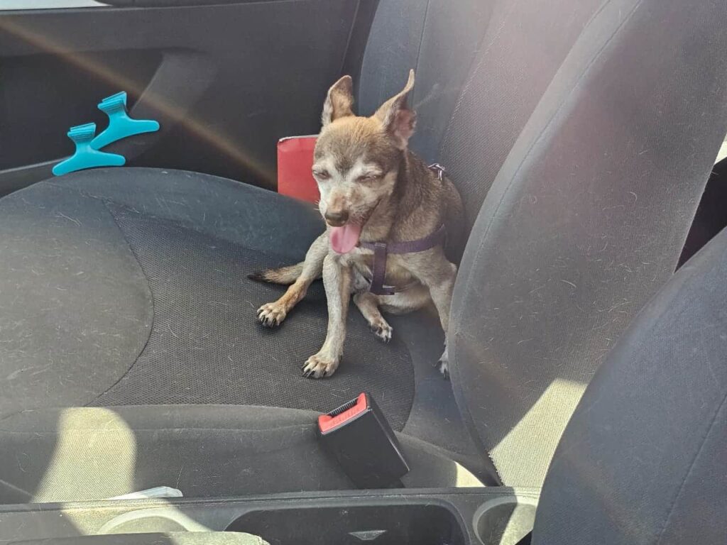Tres perritos Chihuahua permanecen encerrados en auto frente a un hotel desde ayer