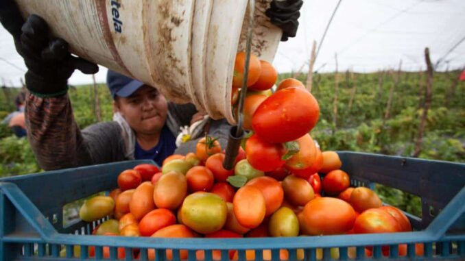 mexico-considera-injusta-la-imposicion-de-aranceles-al-jitomate-por-parte-de-eeuu.jpg México considera «injusta» la imposición de aranceles al jitomate por parte de EE.UU.