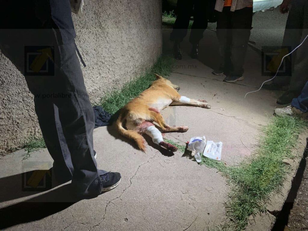 Detienen a hombre por disparar a un perro y amenazar a menores en la colonia Sierra Azul