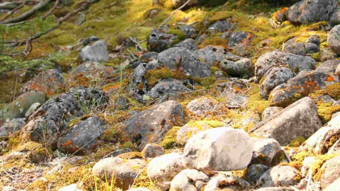 mexico-y-cuba-sellan-una-alianza-para-proteger-y-estudiar-sus-reservas-de-biosfera.jpg México y Cuba sellan una alianza para proteger y estudiar sus reservas de biosfera