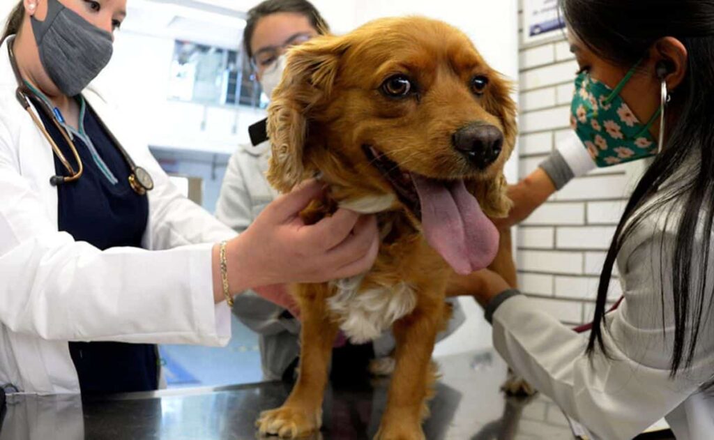 campañas de esterilización gratuita en CDMX y Edomex