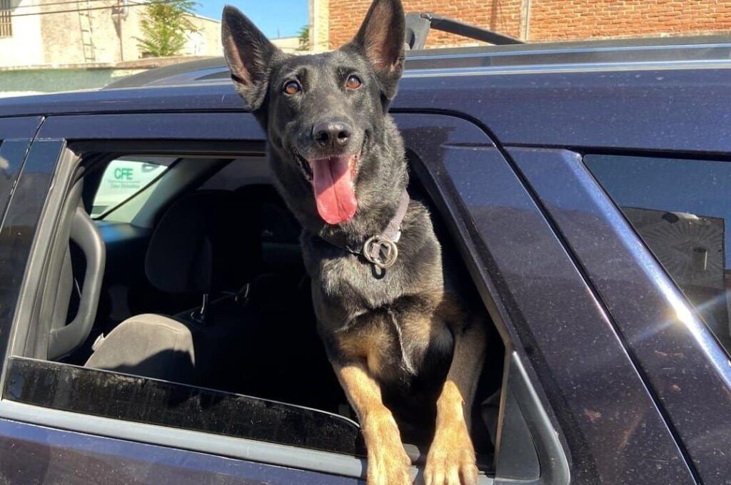 ¡Aún sigue el calor! Municipio exhorta no dejar niños ni mascotas en vehículos para evitar incidentes