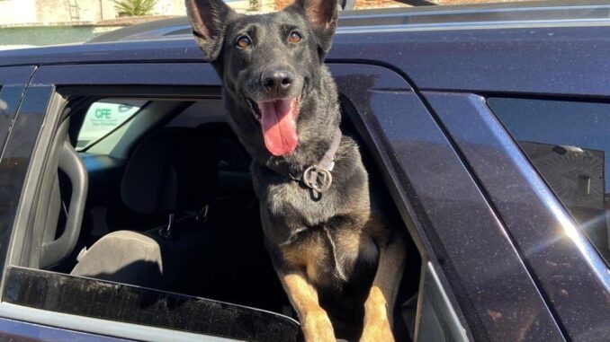aun-sigue-el-calor-municipio-exhorta-no-dejar-ninos-ni-mascotas-en-vehiculos-para-evitar-incidentes.jpeg ¡Aún sigue el calor! Municipio exhorta no dejar niños ni mascotas en vehículos para evitar incidentes