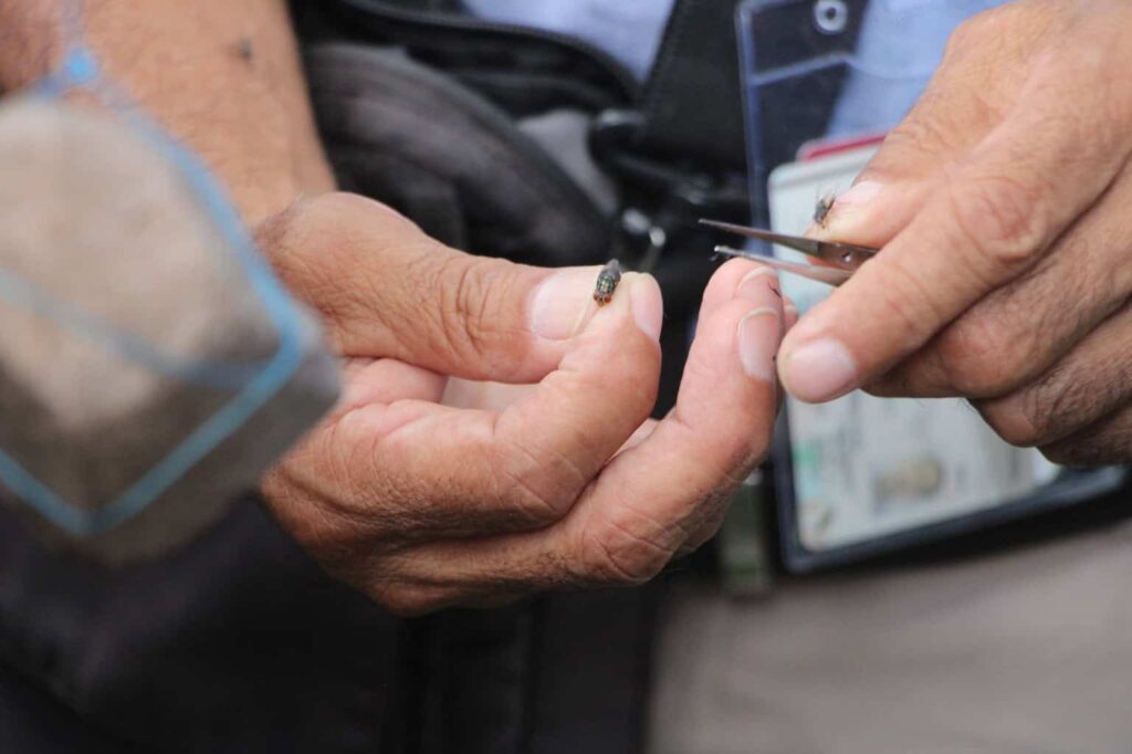 Colocan primeras 500 trampas para detectar a la mosca portadora del Gusano Barrenador del Ganado