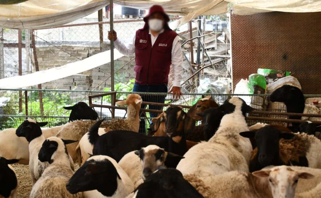 Entregan a habitantes del Edomex gallinas, borregos y carne asegurados en Operación Liberación