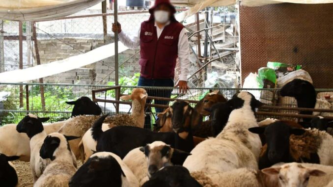 entregan-a-habitantes-del-edomex-gallinas-borregos-y-carne-asegurados-en-operacion-liberacion.jpg Entregan a habitantes del Edomex gallinas, borregos y carne asegurados en Operación Liberación