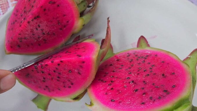productores-de-oaxaca-apuestan-por-cultivo-de-la-pitahaya-para-arraigar-a-juventud.jpg Productores de Oaxaca apuestan por cultivo de la pitahaya para arraigar a juventud