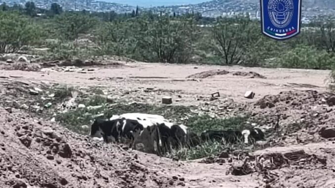 recupera-fiscalia-zona-centro-14-cabezas-de-ganado-robadas-en-tabalaopa.jpg Recupera Fiscalía Zona Centro 14 cabezas de ganado robadas en Tabalaopa