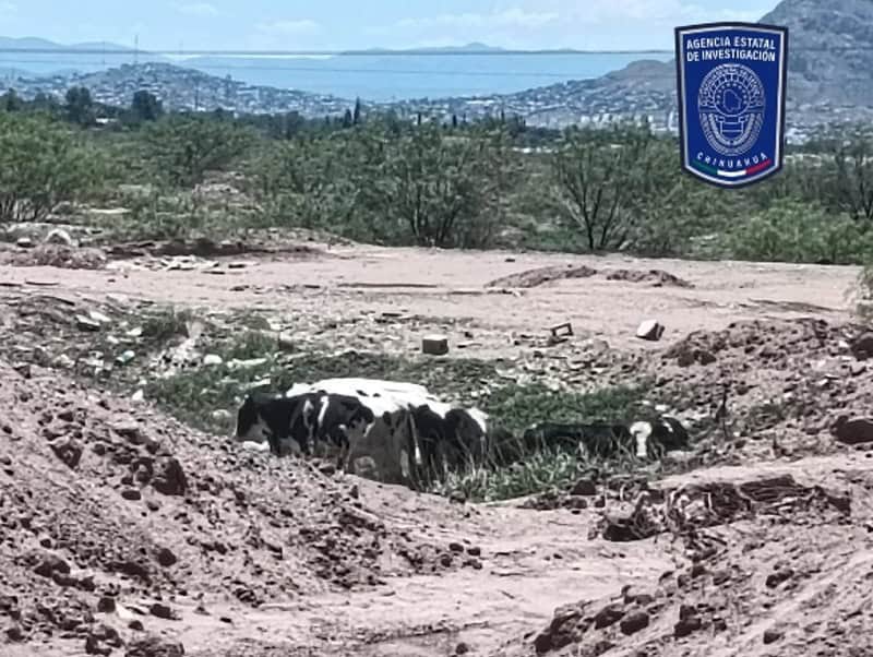 Recupera Fiscalía Zona Centro 14 cabezas de ganado robadas en Tabalaopa