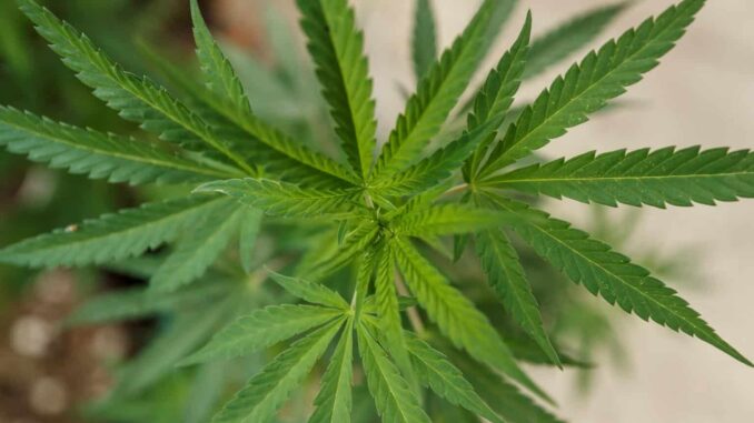 gobierno-de-la-ciudad-de-mexico-reubica-puntos-para-el-consumo-ludico-de-mariguana.jpg Gobierno de la Ciudad de México reubica puntos para el consumo lúdico de mariguana