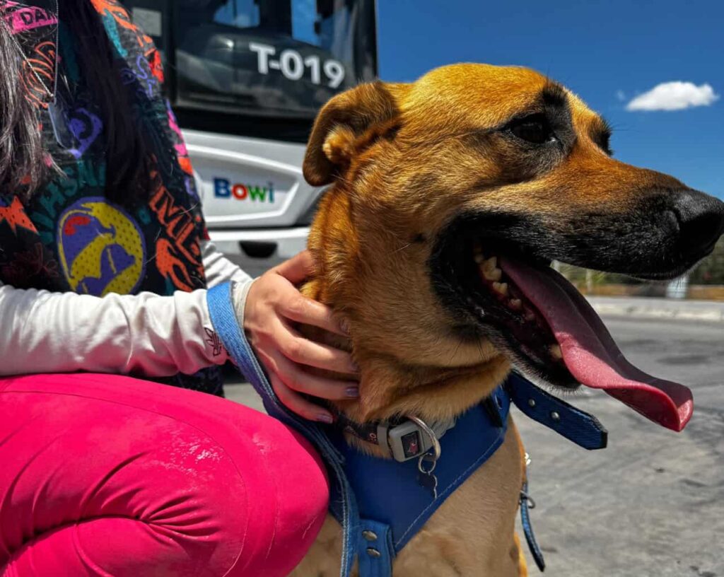 Informa Bowí sobre requisitos e indicaciones al llevar un perro guía o de apoyo emocional