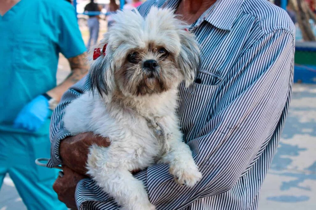 HOY, en el parque El Platanito servicios gratis para tus mascotas